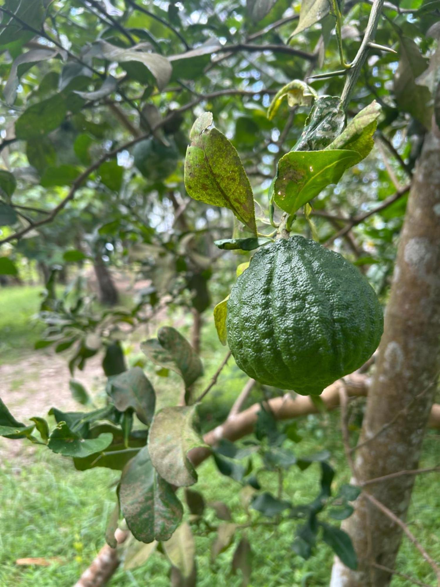 Gramam Homestay, Cochin Kochi Ngoại thất bức ảnh